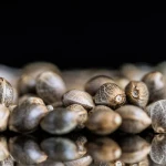 Seed Germination
