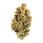 Truffle Shuffle Cannabis Clone