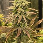 Royal Poop Cannabis Seeds (3 Pack)